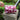 Berry Pansy Toiletry Bag