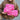 Pepper Crush Toiletry Bag
