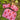 Pink Lobster Laptop Sleeve