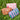 toiletrybag sorbet stripe roze groen